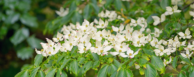 次全国代表大会