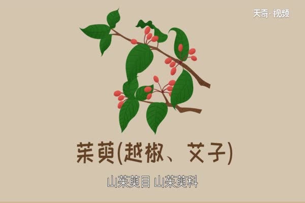 大健康丨山茱萸功效一览如何吃才更补？